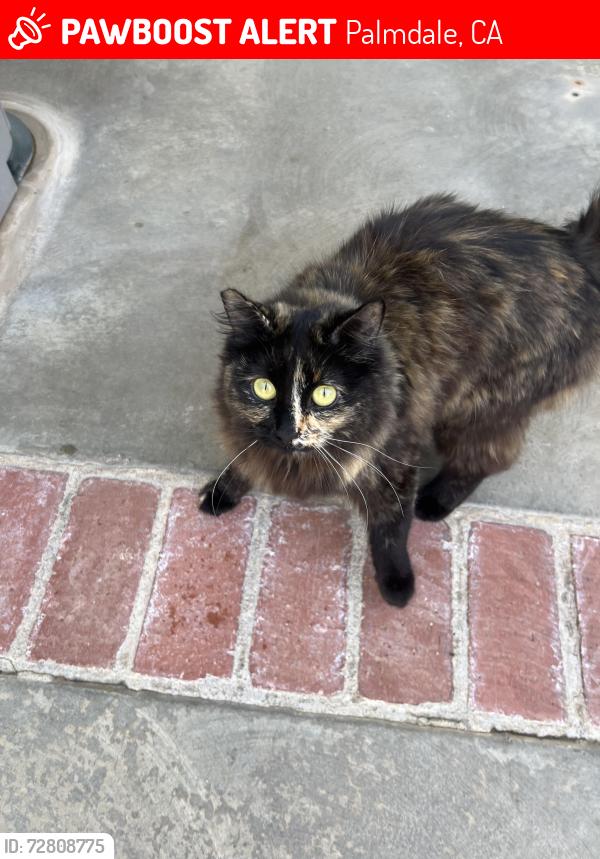 Lost Female Cat last seen Fifth Street West and Palmdale Blvd, Palmdale, CA 93551