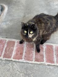 Lost Female Cat last seen Fifth Street West and Palmdale Blvd, Palmdale, CA 93551