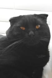 Lost Male Cat last seen Spencer road , Spencer, TN 38585
