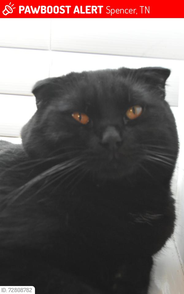 Lost Male Cat last seen Spencer road , Spencer, TN 38585