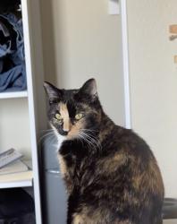 Lost Female Cat last seen Aviary, Elkhorn, North Las Vegas, NV 89084