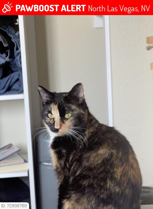 Lost Female Cat last seen Aviary, Elkhorn, North Las Vegas, NV 89084