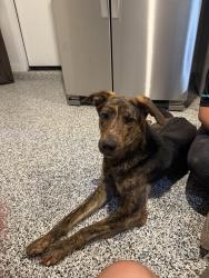 Found/Stray Unknown Dog last seen McClellan ranch , Phoenix, AZ 85339