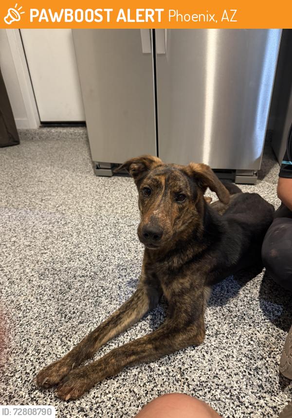 Found/Stray Unknown Dog last seen McClellan ranch , Phoenix, AZ 85339