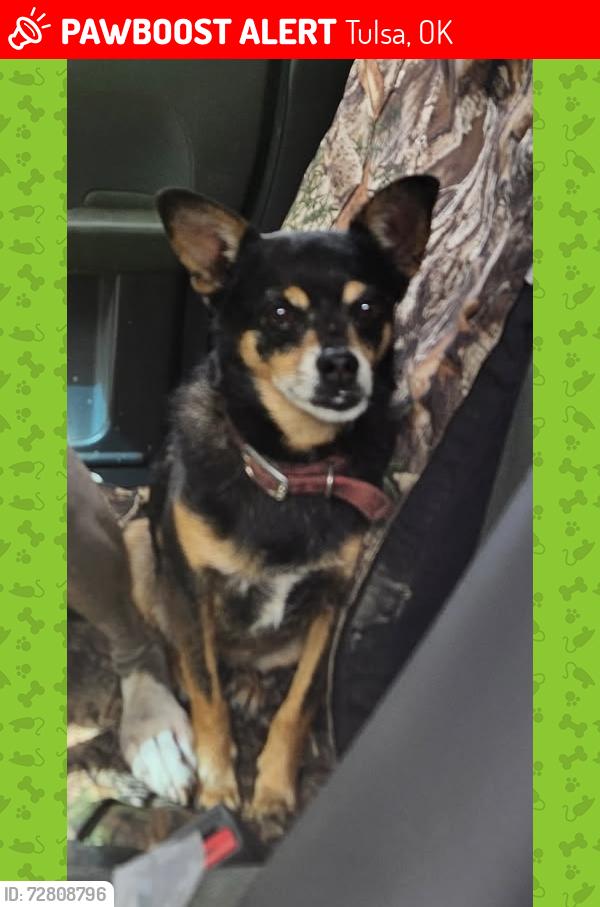 Lost Male Dog last seen N Sheridan and Hwy 11, Tulsa, OK 74115