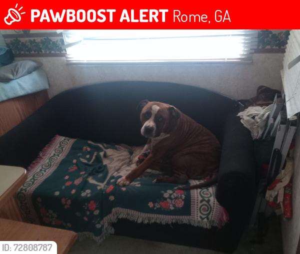 Lost Female Dog last seen North Rome Church of God Rome GA, Rome, GA 30161
