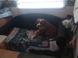 Lost Female Dog last seen North Rome Church of God Rome GA, Rome, GA 30161
