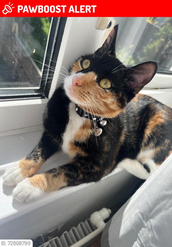 Lost Female Cat last seen  North walk Fieldway est new addington , New Addington, England CR0