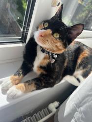 Lost Female Cat last seen  North walk Fieldway est new addington , New Addington, England CR0