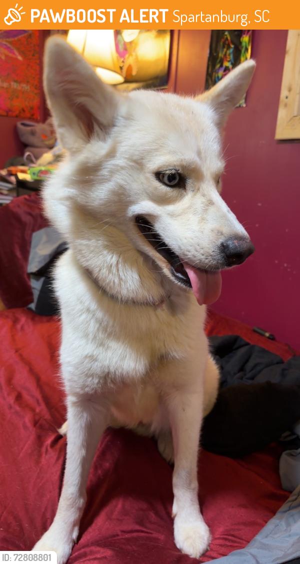Found/Stray Female Dog last seen Near Skylyn Dr Spartanburg, SC  29307 United States, Spartanburg, SC 29307