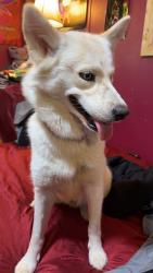 Found/Stray Female Dog last seen Near Skylyn Dr Spartanburg, SC  29307 United States, Spartanburg, SC 29307