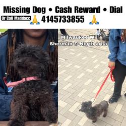 Lost Female Dog last seen 35th & Hadley , Milwaukee, WI 53208