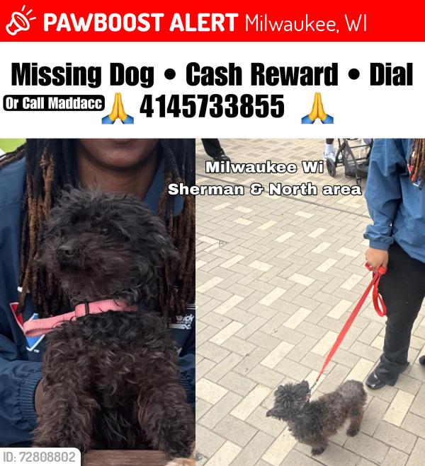 Lost Female Dog last seen 35th & Hadley , Milwaukee, WI 53208