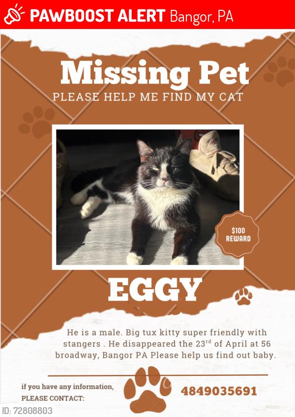 Lost Male Cat last seen Valero gas station last sighting on 5th street in Bangor, Bangor, PA 18013