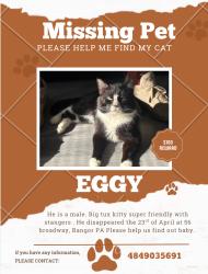Lost Male Cat last seen Valero gas station last sighting on 5th street in Bangor, Bangor, PA 18013
