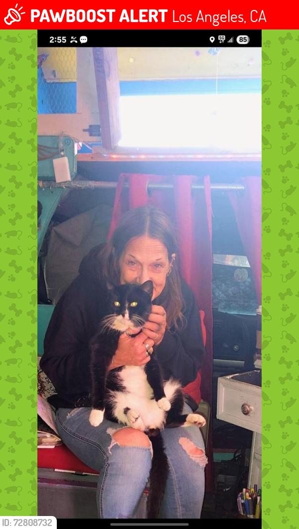 Lost Male Cat last seen Vermont Ave and PCH, Los Angeles, CA 90710