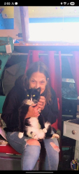 Lost Male Cat last seen Vermont Ave and PCH, Los Angeles, CA 90710
