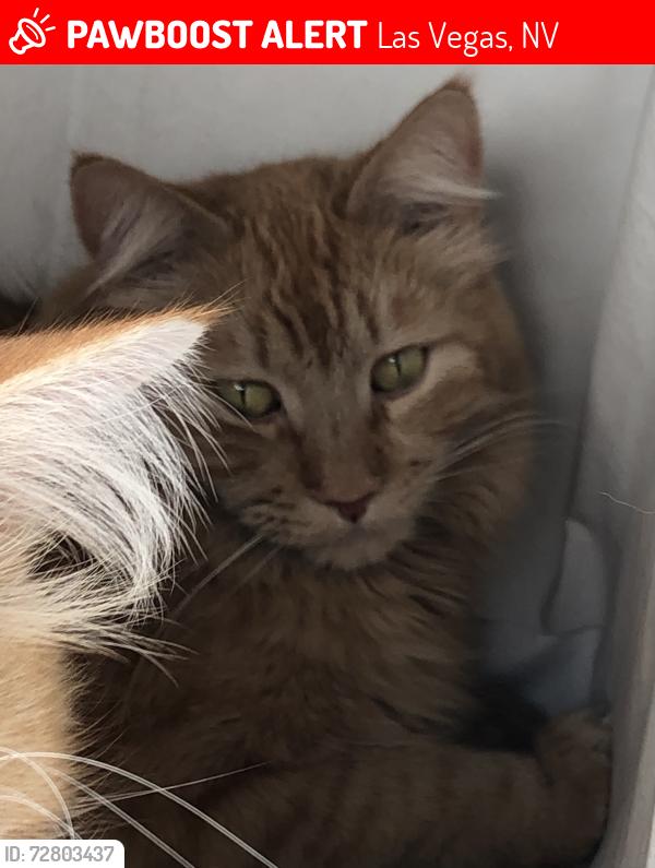 Lost Male Cat last seen E Charleston st and Hollywood , Las Vegas, NV 89146