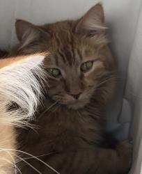 Lost Male Cat last seen E Charleston st and Hollywood , Las Vegas, NV 89146