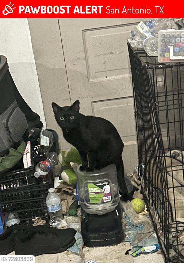 Lost Female Cat last seen Stafford and Calhoun , San Antonio, TX 78208
