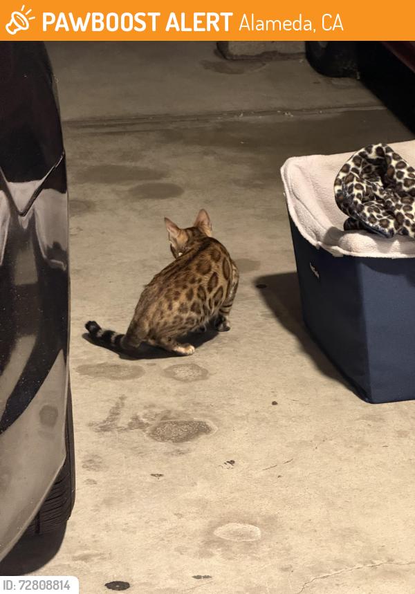 Found/Stray Female Cat last seen Back parking lot of 2516 San Jose Ave , Alameda, CA 94501