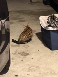 Found/Stray Female Cat last seen Back parking lot of 2516 San Jose Ave , Alameda, CA 94501