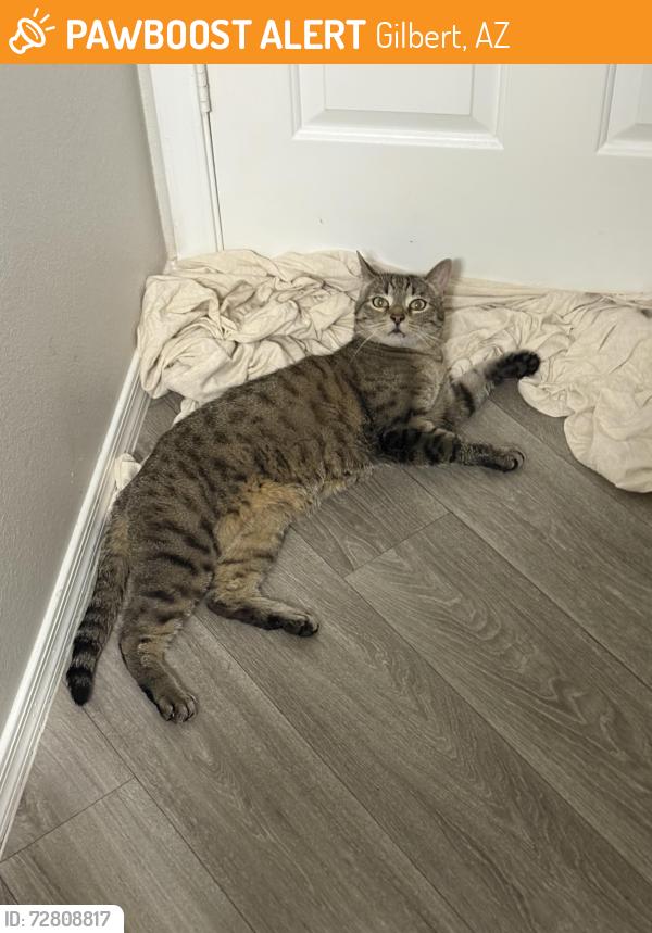 Found/Stray Male Cat last seen Val Vista & Baseline, Gilbert, AZ 85234