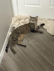 Found/Stray Male Cat last seen Val Vista & Baseline, Gilbert, AZ 85234