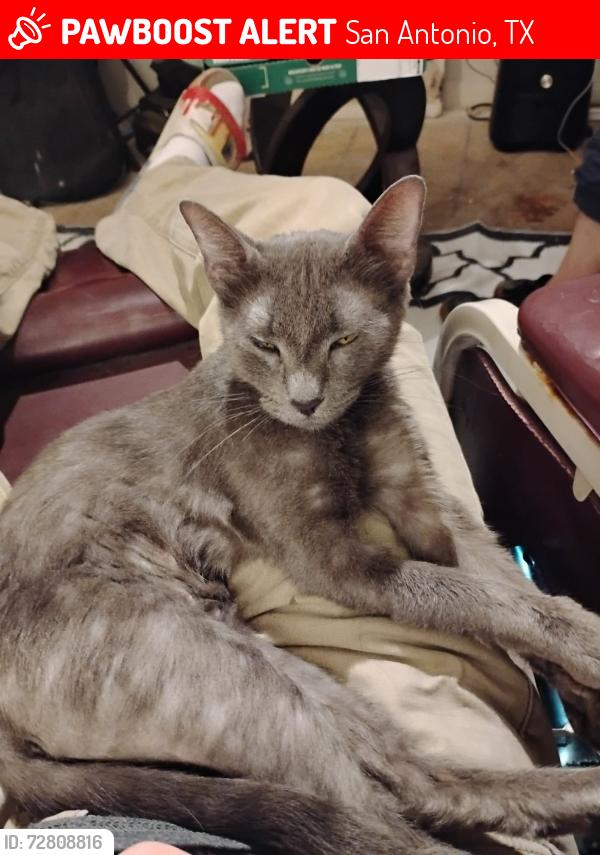 Lost Female Cat last seen Lakefront and Lavender Meadow, San Antonio, TX 78222