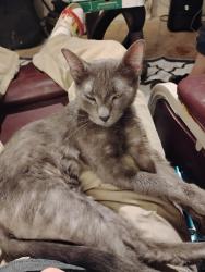 Lost Female Cat last seen Lakefront and Lavender Meadow, San Antonio, TX 78222