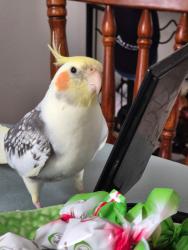 Lost Female Bird last seen Kellett St, Northcote, Northcote, VIC 3070