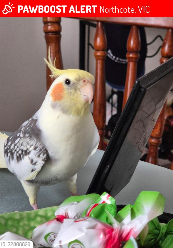 Lost Female Bird last seen Kellett St, Northcote, Northcote, VIC 3070