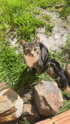 Lost Male Cat last seen Saunders crescent and Moree close , South Hobart, TAS 7004