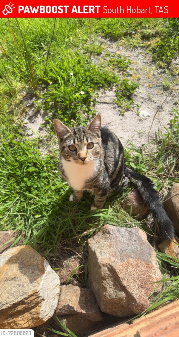 Lost Male Cat last seen Saunders crescent and Moree close , South Hobart, TAS 7004