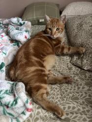 Lost Male Cat last seen Glenwood Elementary , Los Angeles, CA 91352