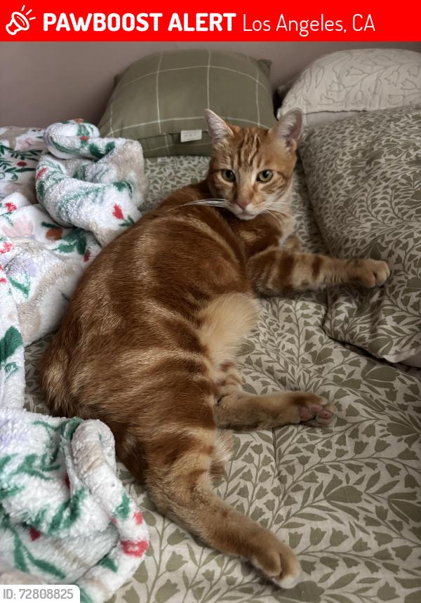 Lost Male Cat last seen Glenwood Elementary , Los Angeles, CA 91352