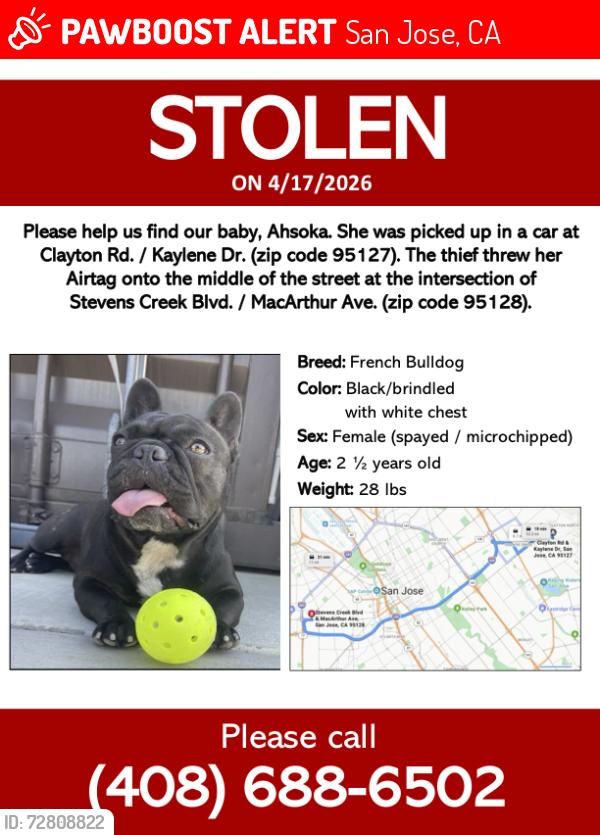 Lost Female Dog last seen Stevens Creeks Blvd and MacArthur Ave, San Jose, CA 95128