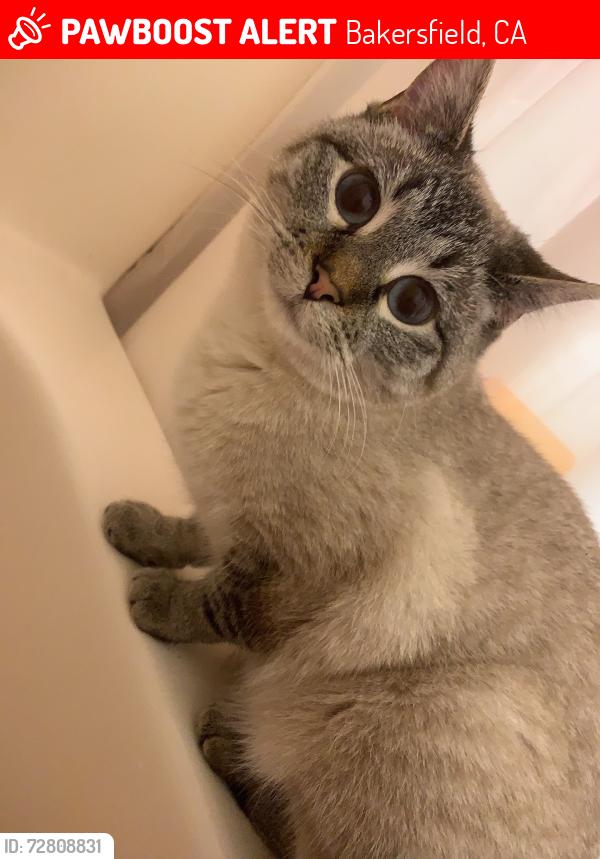 Lost Female Cat last seen Edwin Drive, Bakersfield, CA 93308