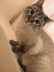 Lost Female Cat last seen Edwin Drive, Bakersfield, CA 93308