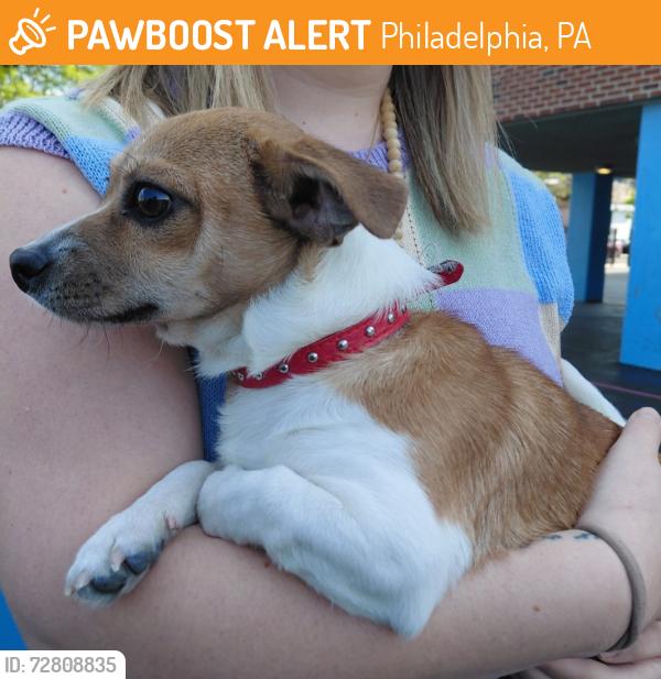 Found/Stray Unknown Dog last seen 56th and christian street, Philadelphia, PA 19143