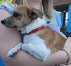 Found/Stray Unknown Dog last seen 56th and christian street, Philadelphia, PA 19143