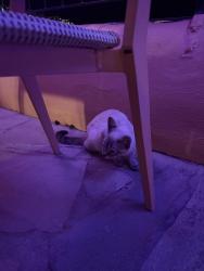 Found/Stray Unknown Cat last seen Near Kalakaua, Honolulu, HI 96815