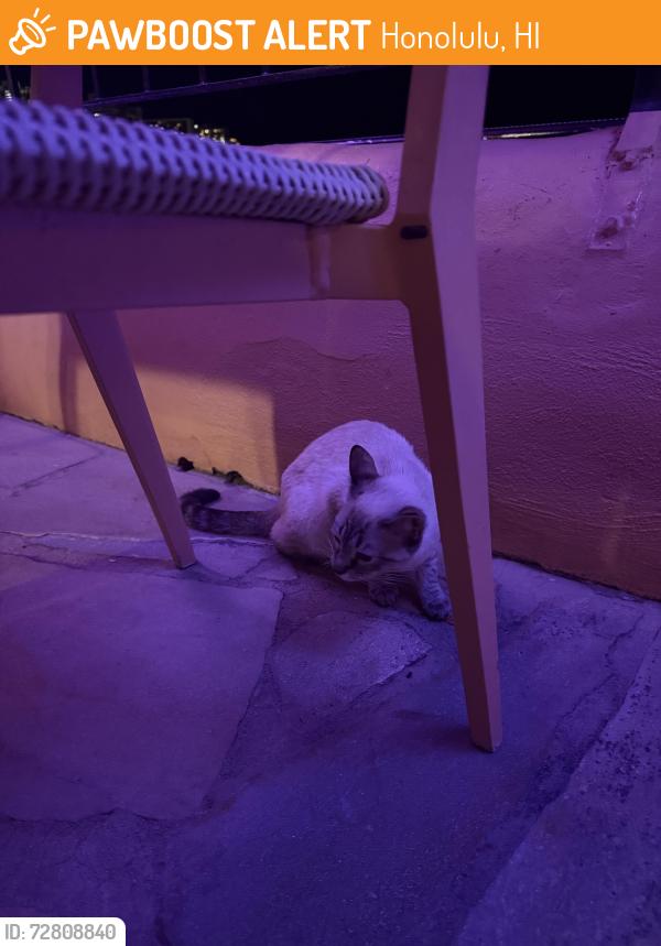 Found/Stray Unknown Cat last seen Near Kalakaua, Honolulu, HI 96815
