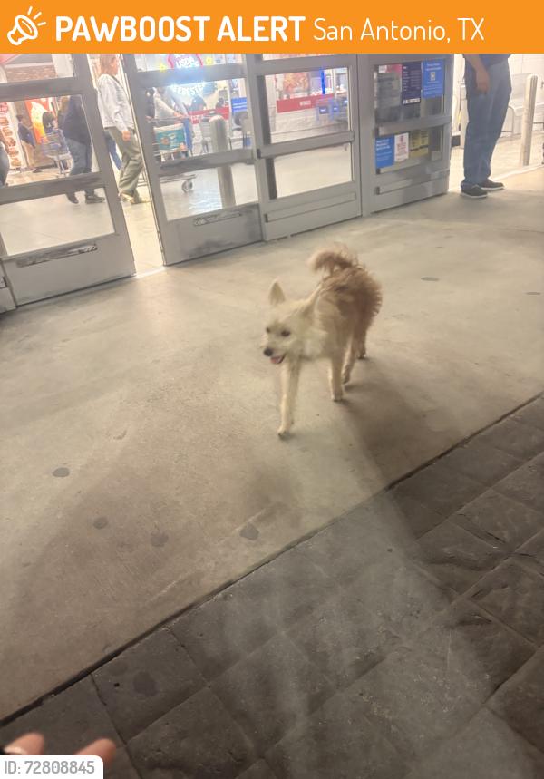 Found/Stray Unknown Dog last seen idk, San Antonio, TX 78218