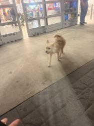 Found/Stray Unknown Dog last seen idk, San Antonio, TX 78218