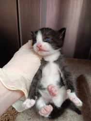 Shelter Stray Male Cat last seen Bexar County, New Braunfels, TX 78130