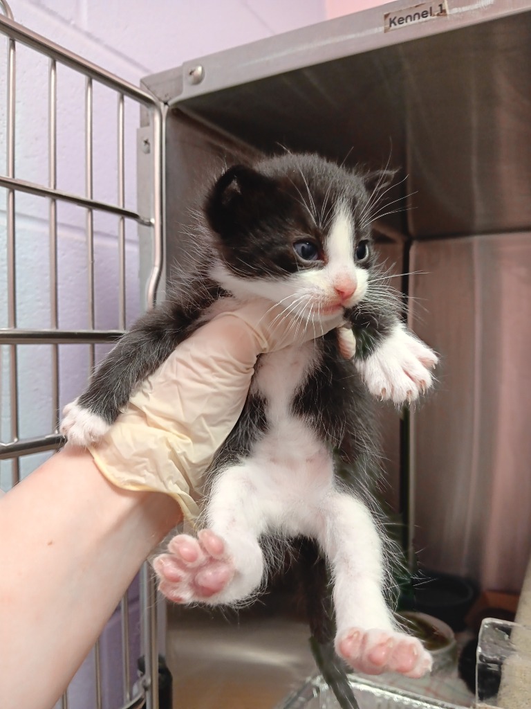 Shelter Stray Male Cat last seen Bexar County, New Braunfels, TX 78130