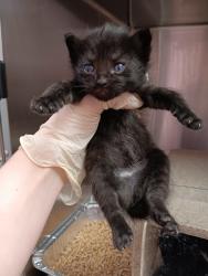 Shelter Stray Female Cat last seen Bexar County, New Braunfels, TX 78130