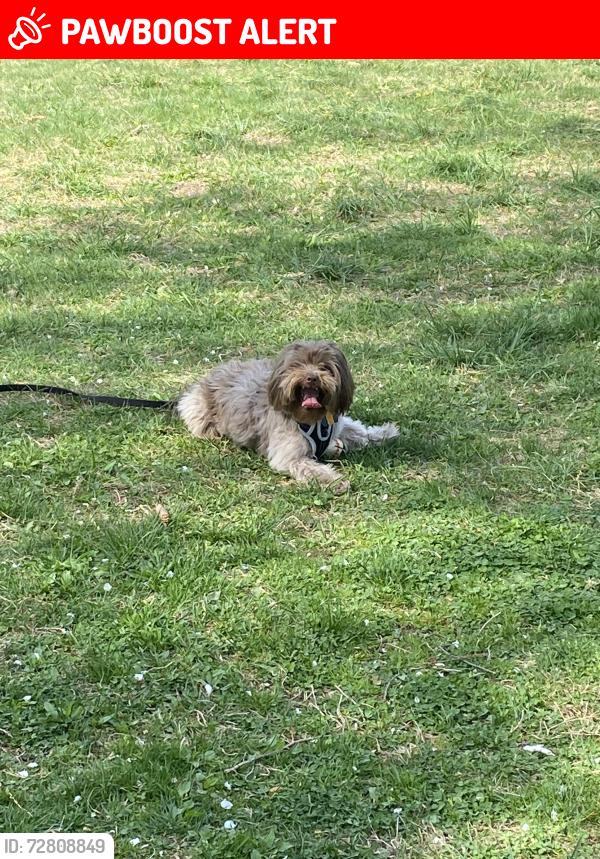 Lost Male Dog last seen Running in the woods at Rose Tree Media park running towards Dog Kennel Road , Upper Providence Township, PA 19063