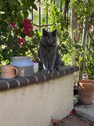 Lost Male Cat last seen Verbena rd lake elsinore, Menifee, CA 92584